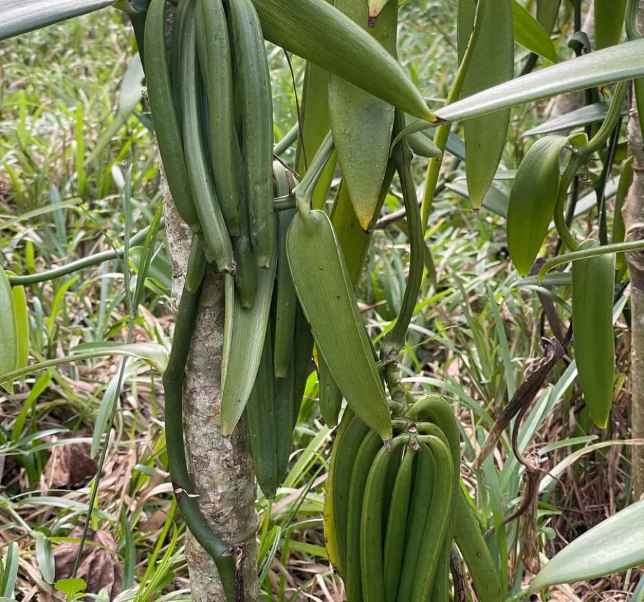 Ankavia Vanilla Factory